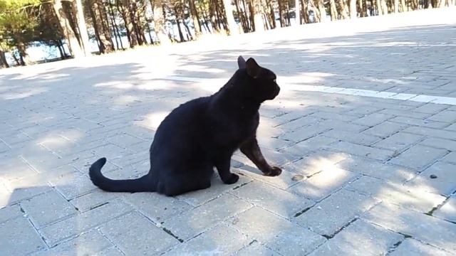 Алгебра-Друзья