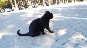 Жил да был черный кот за углом.