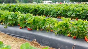 Почему плохой урожай клубники. Уход за клубникой в июле