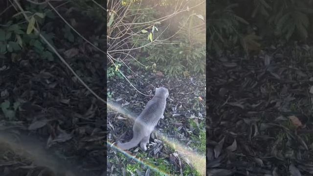 Ещё одна подборка сочных мяу от Барона 🐱 смотреть онлайн