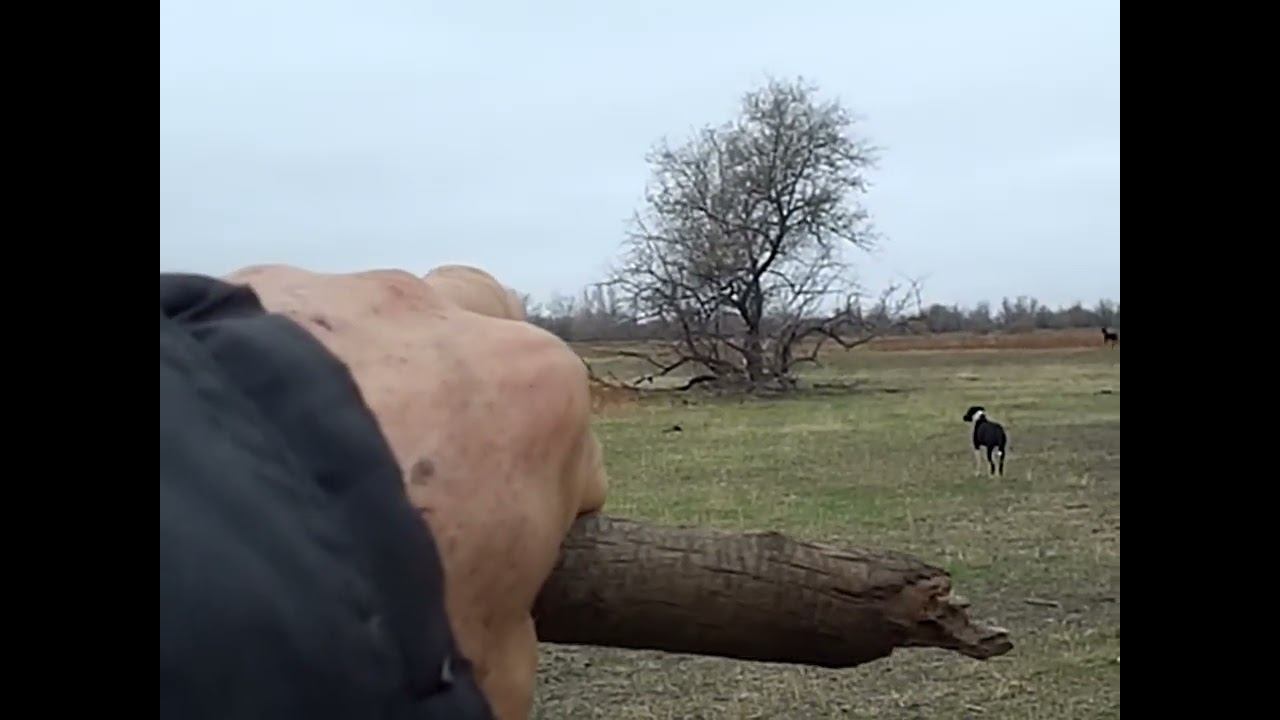 15.11.2024 ЧТО ДЕЛАТЬ? : ЛПХ В ОПАСНОСТИ смотреть онлайн