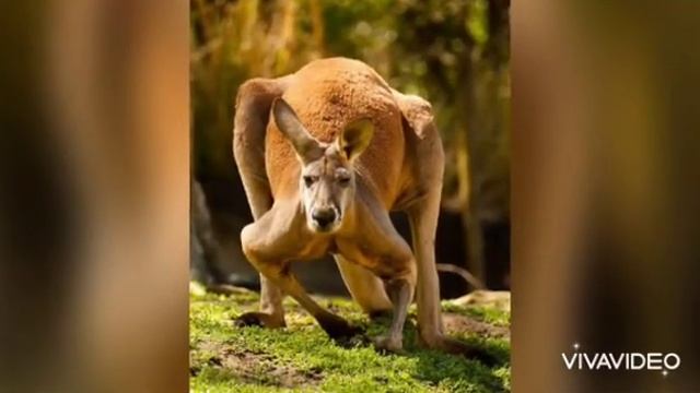ТОП 7 СМЕШНЫХ КЕНГУРУ!! ЭТТ ШОООК!! СМОТРЕТЬ ДО КОНЦА!!! смотреть онлайн