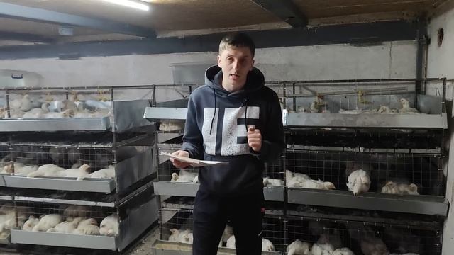 Выгодно ли держать бройлера? смотреть онлайн