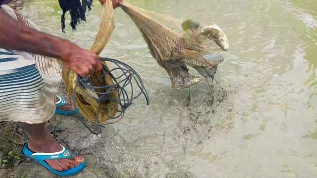 Cast net fishing - Traditional cast net fishing in village with beautiful natural (Part-165) смотреть онлайн