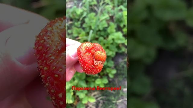 Земляные черви паразиты в садовой Виктории! Кушать нельзя, будьте внимательны! смотреть онлайн