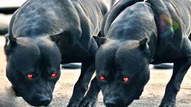 5 KOTE NAN MOND LAN KI PI ANTE I DISTRYX HAÏTI смотреть онлайн