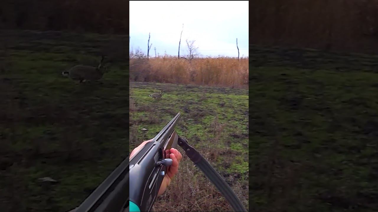 ОХОТА НА ЗАЙЦА У РЕКИ !!! смотреть онлайн