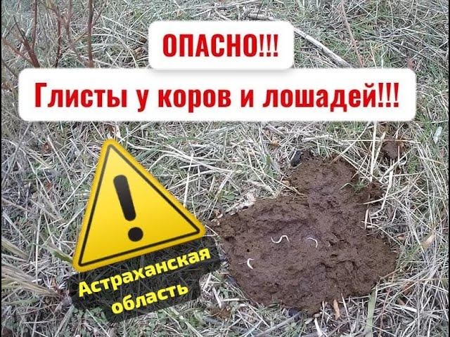 15.11.2024 ЧТО ДЕЛАТЬ? : ЛПХ В ОПАСНОСТИ смотреть онлайн