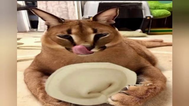 Шлёпа и Чмоня смотреть онлайн