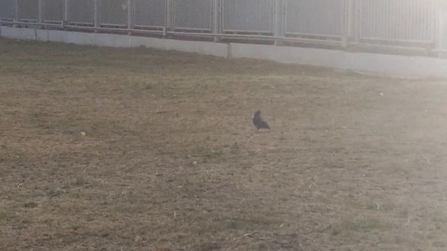 Странный голубь смотреть онлайн