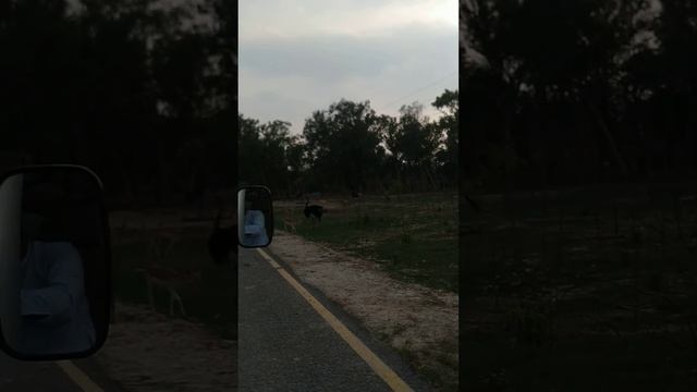 #safaripark #2024 #zebra #ostrich #wildsafari @fakharnoor9966 смотреть онлайн