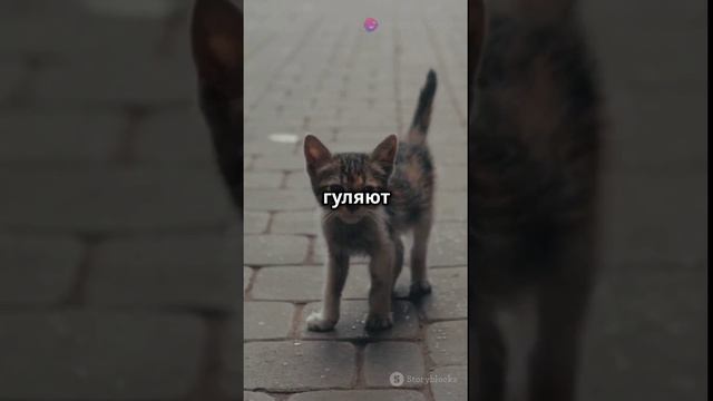 Три причины завести кота!