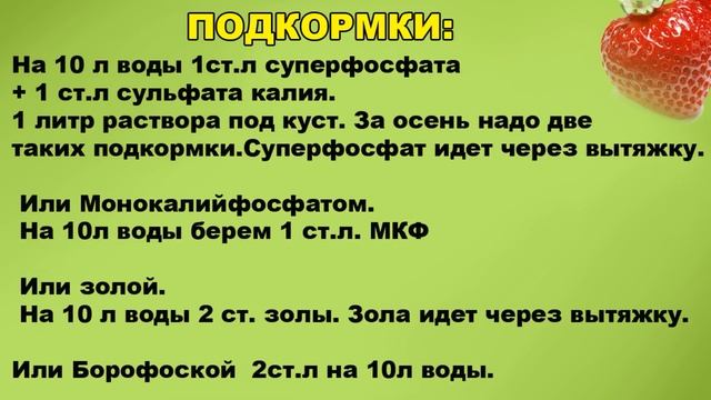 ЧЕМ ПОДКОРМИТЬ И ОБРАБОТАТЬ КЛУБНИКУ В СЕНТЯБРЕ смотреть онлайн