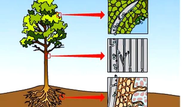 Transpiration смотреть онлайн