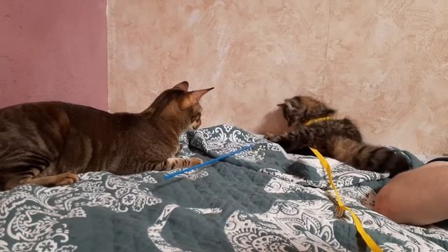 кошки играют | развлекательное видео смотреть онлайн