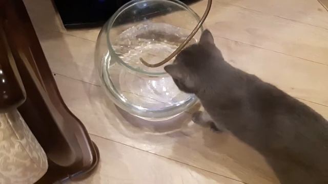 Любопытный кот смотрит на воду смотреть онлайн