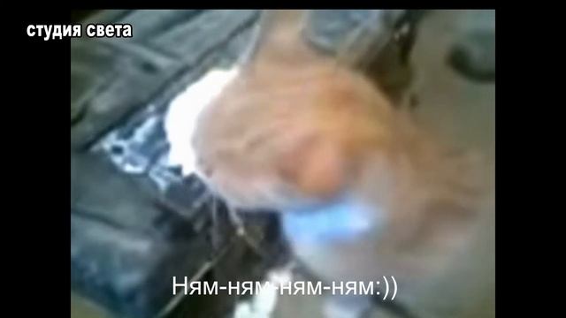 коты умеют разговаривать №1 голодный кот смотреть онлайн
