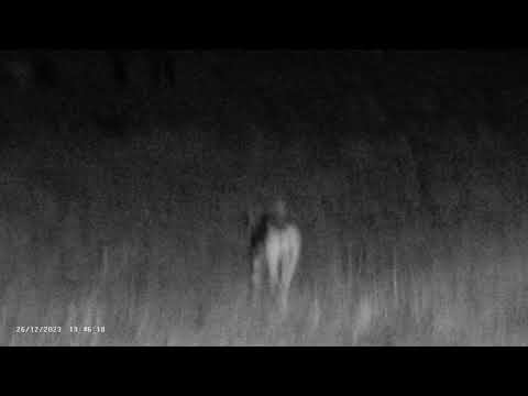 26.12.2023 Ни днем, ни ночью нет покоя - Ночная съемка смотреть онлайн