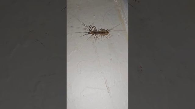 100 pies Scutigera coleoptrata смотреть онлайн