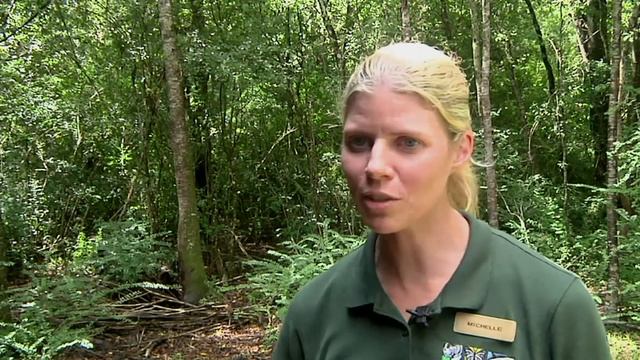 African Antelope Get New Home in New Orleans смотреть онлайн
