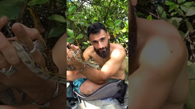Encuentro una BOA CONSTRICTOR SALVAJE #animalshorts #animales #viral #reptiles #serpiente #tarzande смотреть онлайн