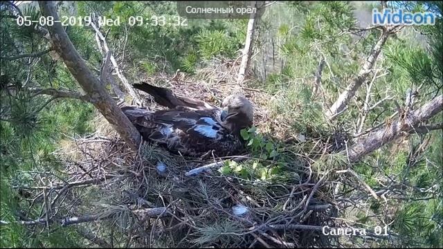 Aquila heliaca 08052019 смотреть онлайн