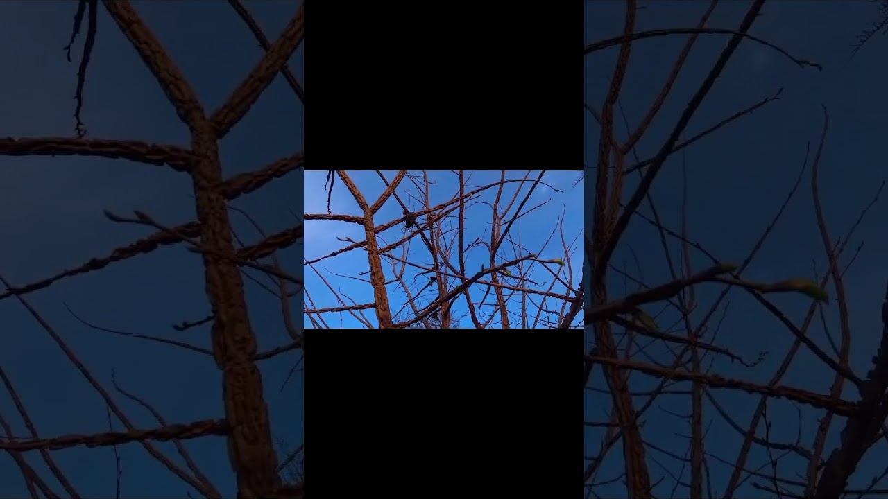 САЗАНЫ,СОМЫ И БОНУС !!!#fishing #рыбалка #carpfishing #carp #fish #карп #природа #shorts #рыба смотреть онлайн