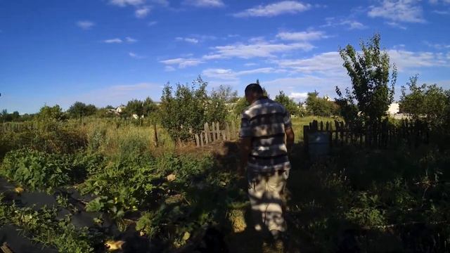 Vlog 15 07 2020 Посылка с кофе/урожай кабачков и огурцов смотреть онлайн