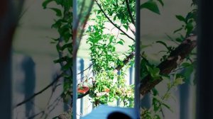 Жизнь в деревне #деревня #рецепт #лето #природа #пчеловодство