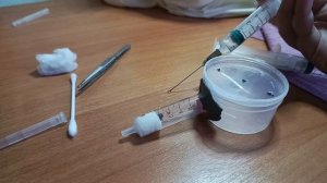 как кормить матку вида чёрный садовый муравей? гайд для новичков