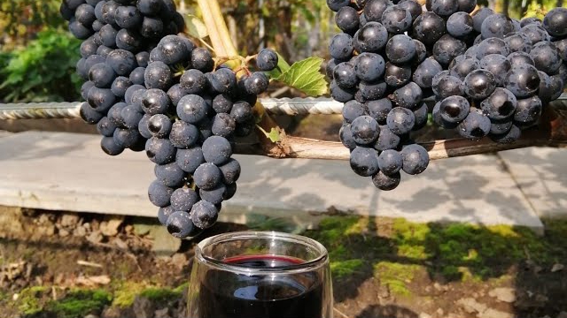 20.09.2023г.Обзор технических сортов винограда смотреть онлайн