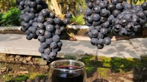 20.09.2023г.Обзор технических сортов винограда