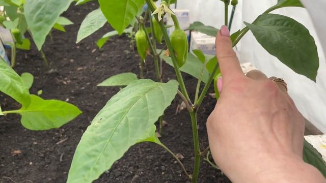 ХОЛОД и ДОЖДЬ, что делать с высаженной рассадой смотреть онлайн