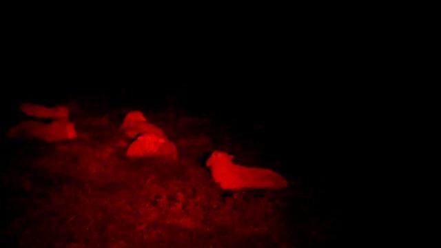 Dorset Foxshooter смотреть онлайн