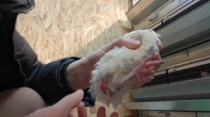 Перепела. Учимся отличать самок от самцов #перепела #лайфхак #ферма