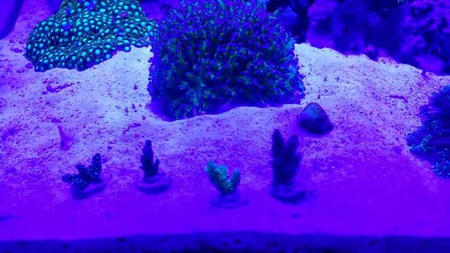 New sps frags смотреть онлайн