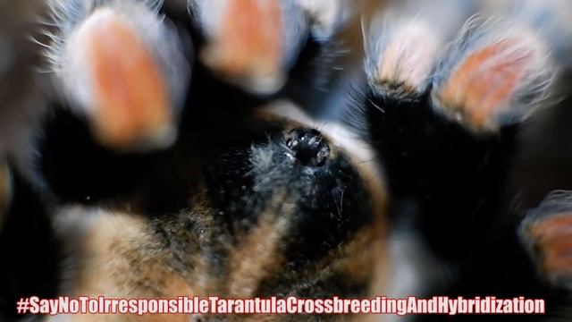 Say No To Crossbreeding - Tarantula Controversies | Gorby Exotics Vlog 5 смотреть онлайн