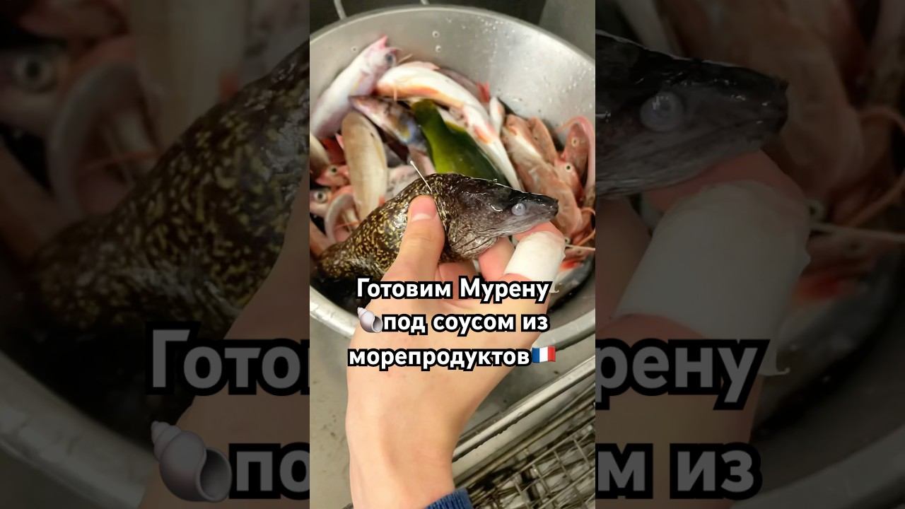 Готовим Мурену во Франции  #морскаязмея #мурена #морепродукты