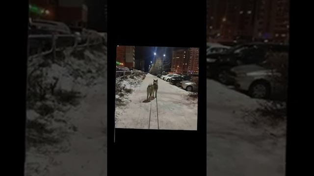 Каких только нет на свете собак | Наталья Котова смотреть онлайн