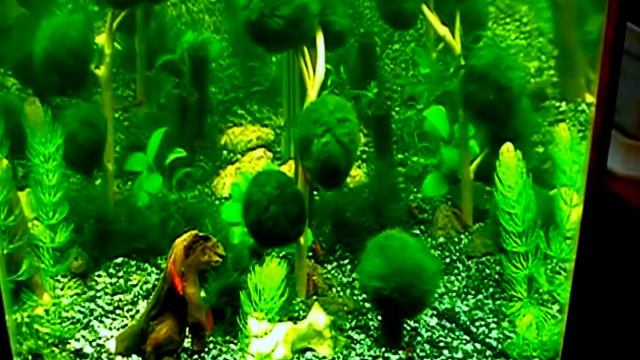 Аквариум для мхов смотреть онлайн