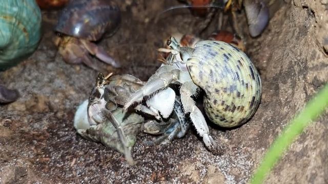 Coenobita rugosus mating behaviour, part 2/3 смотреть онлайн