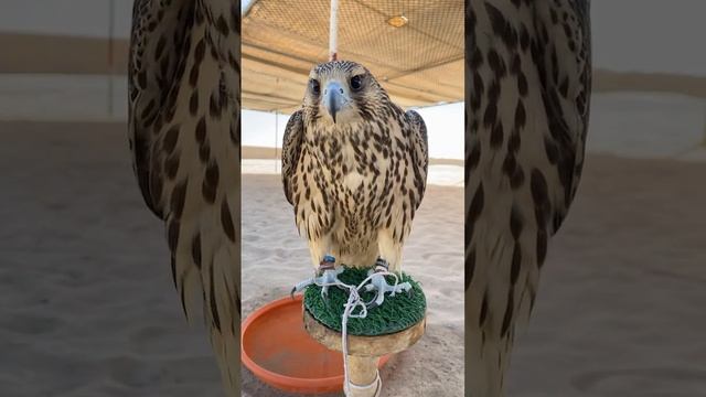 Kali kali Zulfo | Falcon Video 😍 #falcons #birds #falcoon #dangerous #eagles #falcon #hunting смотреть онлайн