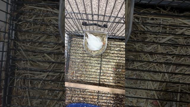 Амадины или японские воробьи птенец смотреть онлайн