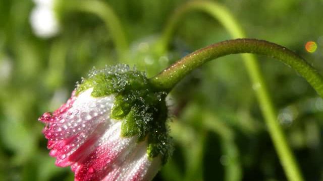 Perles de pluie 295859 Maring смотреть онлайн