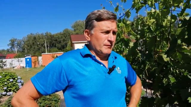 Схема обработок виноградника от болезней. смотреть онлайн