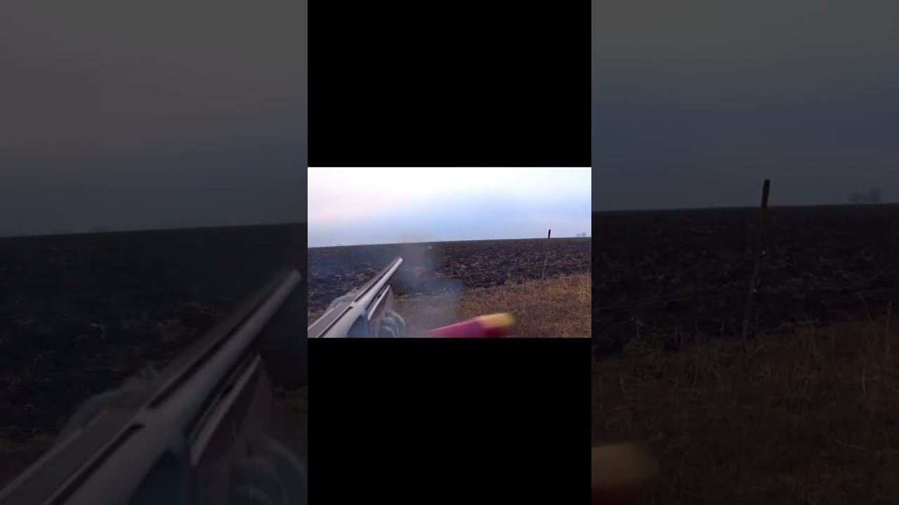 ЗАЙЦЫ ВЫЛЕТАЮТ ПАРАМИ !!! #shorts смотреть онлайн