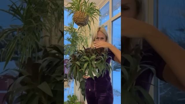 Как из трех черенков получить такой шикарный куст традесканции? смотреть онлайн
