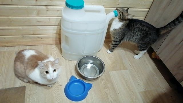 в гостях у котиков 20250118_175309 смотреть онлайн