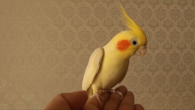 Ручной Папугай