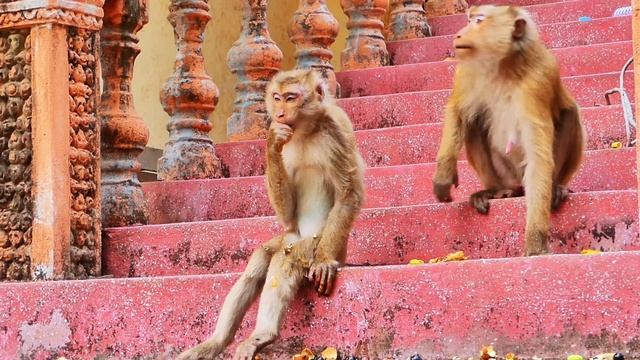 M😭!ll-ion S😭ad-ness... P😭00r monkey MOKA is w-a-r-ned by MaMa SASHA, grabs to b-i-te on the stairs смотреть онлайн